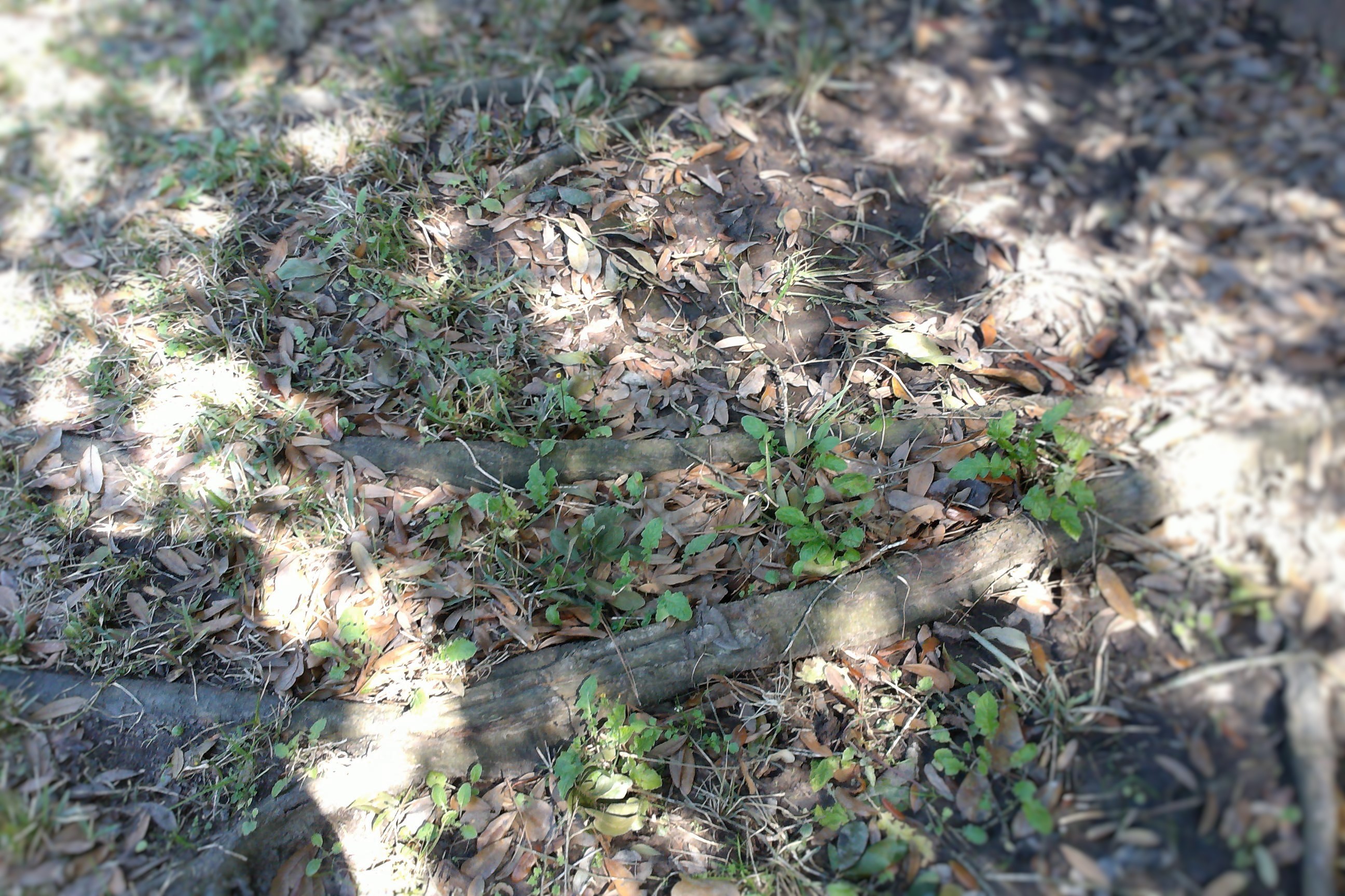 Root barrier houston tx